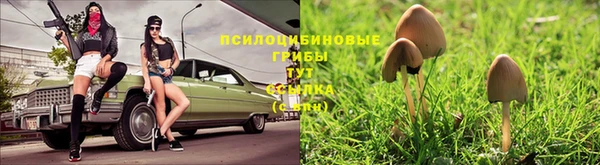 гашик Дмитров