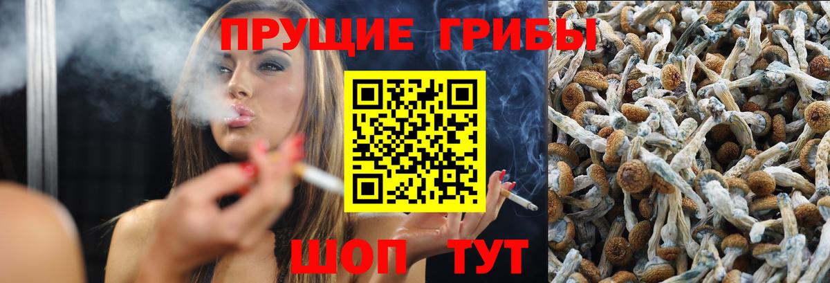 Псилоцибиновые грибы Cubensis  Вход с VPN  Зерноград 